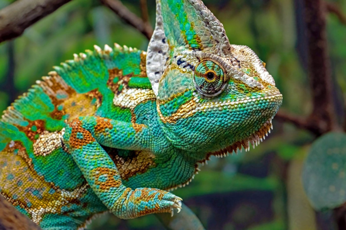 A chameleon photograph retrieved from the image library via the MCP