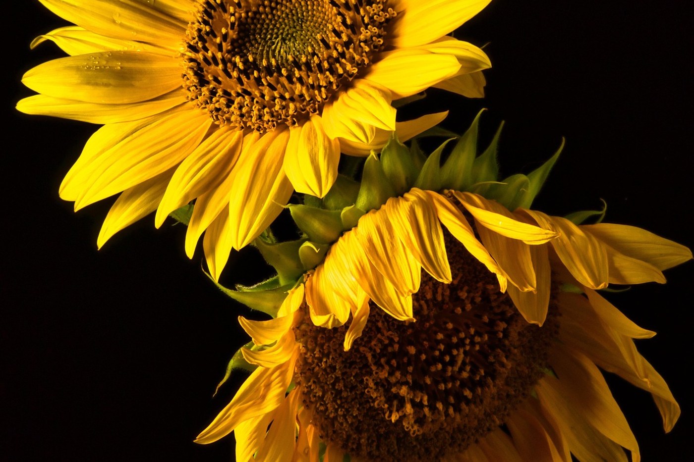 A sunflower photograph retrieved from the image library via the MCP